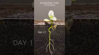 Growing DWARF SUNFLOWER Time Lapse [upl. by Coopersmith335]