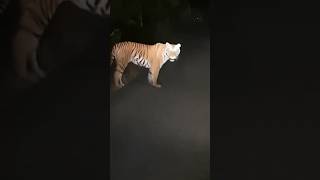 Tiger Live Attack at Bardiya National Park at night tiger bardiyanationalpark night wildlife 🐅 [upl. by Ades]