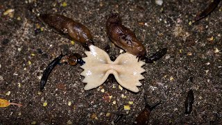 Slugs vs Pasta Farfelle Time Lapse with Doom Music [upl. by Ahsenroc158]