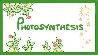 Photosynthesis Part 4 The Calvin Cycle [upl. by Elenahc]