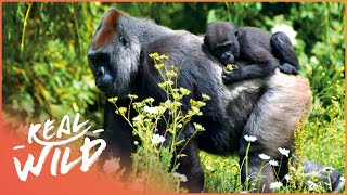 The Lives Of The Rwandan Mountain Gorillas  Gorillas From The Heart Of Darkness  Real Wild [upl. by Ayna]