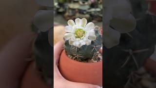 Gymnocalycium Vatteri gymnocalyciumvariegata [upl. by Arfihs]