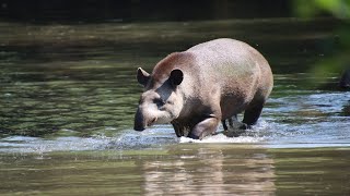 Tapir nager dans leau  Tapir Swimming In The Water  Pairi Daiza 2024 [upl. by Lombardo]