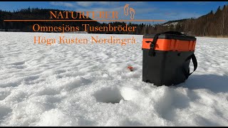 Omnesjöns Tusenbröder 2022 Fiske Höga Kusten Nordingrå Omnesjön 4K High Coast [upl. by Leiuqeze]