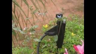 A small Microjet Irrigation in the garden using Bowsmith Fanjets [upl. by Ettevroc]