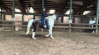 Maverick with Emily up Class 41 English Pleasure Open WT Tennessee Walking Horse [upl. by Kessel977]