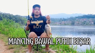 MANCING BAWAL BABON [upl. by Caro]