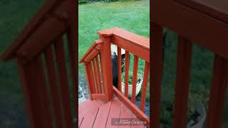 Staining a deck with Behr Premium Solid Stain Waterproofing Stain amp Sealant [upl. by Tarfe]