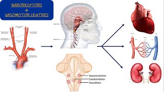 Vasomotor center Chapter 18 part 1 Guyton and Hall Physiology [upl. by Otsirc921]