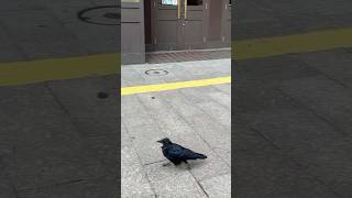 今日もカラスさんの後ろをついて歩いてみた カラス 札幌のカラス crow [upl. by Eliza742]