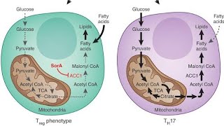 Chapter 16 Fatty Acid Synthesis Easily Explained [upl. by Mikey]