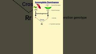 Incomplete Dominance and Codominance  Mendels laws of inheritance [upl. by Gimble764]