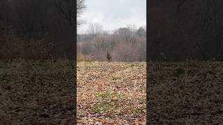 Wisconsin whitetail buck during rut 2024 whitetaildeer whitetailbucks buck hunting whitetails [upl. by Aerona709]