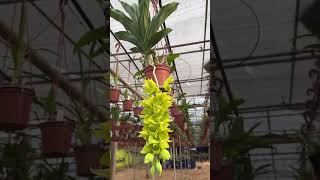 Anggrek Catasetum dupliciscutulaplants garden green orchids [upl. by Yelssew924]