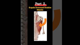 Scapula Downward Rotation Part 2 Levator Scapulae Pectoralis Major amp Minor Shoulder muscles [upl. by Tongue]