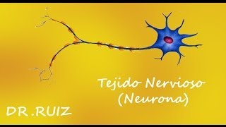 TEJIDO NERVIOSO NEURONAS [upl. by Ellerad]