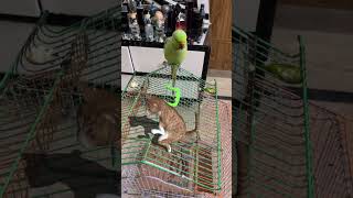 Wah g wah parrot 🦜 and cat 🐈 shortsvideos [upl. by Enelak]