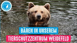 Bären im Tierschutzzentrum Weidefeld [upl. by Houlberg]