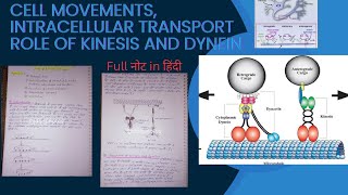 Cell Movement Intracellular Transport Role Of Kinesin And Dynein msc zoology notes in Hindi [upl. by Lyrpa]