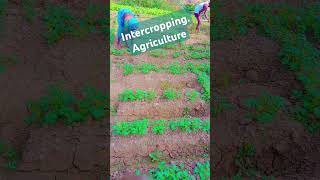 intercropping agriculture in village3 [upl. by Peggie]