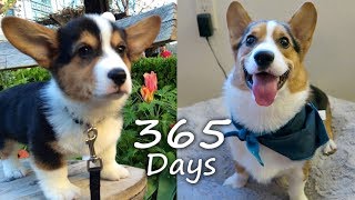 Puppyhood in 365 DAYS A CORGI PUPPY GROWS UP [upl. by Atir]