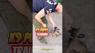 TRAINING PUPPY K9 ❌❌❌ dog germanshepherd dogtraining k9 doglover [upl. by Clift]