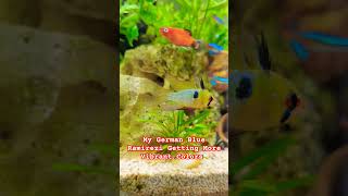 German Blue Ramirezi Fish Getting Vibrant Colors trending aquarium petfish fypシ゚ ramirezi [upl. by Oicinoid]