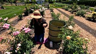 Planting a Few Things amp Deadheading the Whole Rose Garden 🌿🌹✂️  Garden Answer [upl. by Shandee]