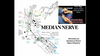 Median nerve  3d anatomy of median nerve  Anatomy of Median Nerve  Median nerve clinical aspects [upl. by Christie242]