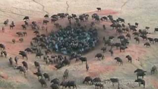 Cape Buffalo Tsavo East National Park Kenya [upl. by Florian]