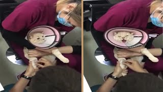 Dramatic Cat Scream at Vet [upl. by Onafets41]