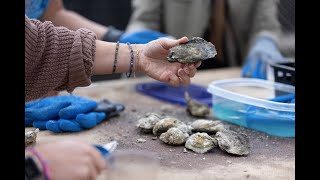 2023 Tampa Oyster Fest [upl. by Acinna]