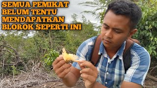 SAYA MENEMUKAN BURUNG SOGON BLOROK LANGKA [upl. by Nalda]