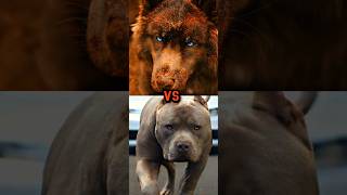 PIT BULL VS ROTTWEILERWOLF DOGALABAI [upl. by Gennie787]