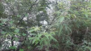 निर्गुन्डी Vitex negundo के लाभ तथा पहचान [upl. by Burget]