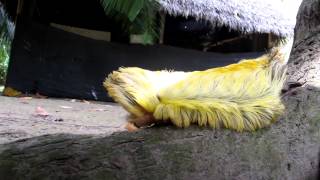 Massive Flannel Moth Caterpillar or Megalopygidae [upl. by Elocen]