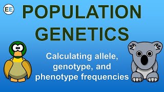 Calculating allele genotype and phenotype frequencies  EvolutionExamples [upl. by Bennink]