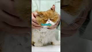 Persian cats facts  Top 10 interesting facts about persian cats  persean cat [upl. by Moyer314]