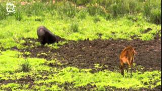 Marshbuck  Sitatunga Tragelaphus spekii [upl. by Inneg]