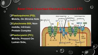 Photosynthesis part 2 Noncyclic electron transport [upl. by Englebert]