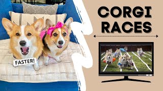 Talking Dogs REACT to Corgi Races shorts [upl. by Maunsell]