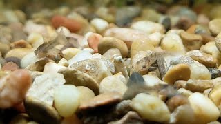 So cute 1 week old baby emerald cories snuffling around for food [upl. by Femmine874]