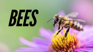 BEES Bees are winged insects Episode 8 [upl. by Jarlen]