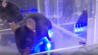 Optogenetics develops painlike behavior in mice [upl. by Nner500]