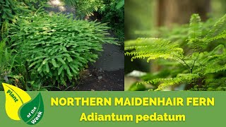 Northern Maidenhair Fern  Adiantum pedatum [upl. by Aynad]