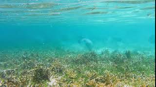 green humphead parrotfish swarm swimming in shallow water of the lagoon [upl. by Ociram]