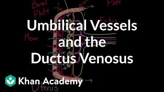 Umbilical vessels and the ductus venosus  Circulatory system physiology  NCLEXRN  Khan Academy [upl. by Nyltiac]