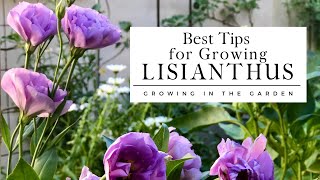 HOW to PLANT and GROW LISIANTHUS plus TIPS for growing lisianthus in HOT CLIMATES [upl. by Asyen666]