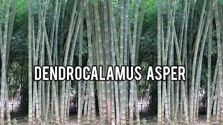 Dendrocalamus asper Giant Bamboo Rough Bamboo [upl. by Ydualc563]