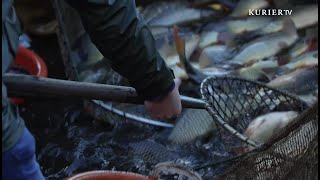 Waldviertler Tradition Abfischen der Teiche [upl. by Henrietta]